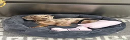 Miniature Dachshund dogs for sale: Miniature isabella tan dapple smooth dachshund  - Advert 5