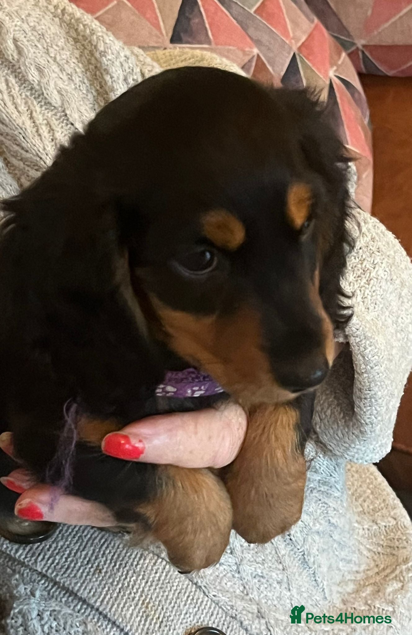 Miniature Dachshund dogs Miniature Dachshunds - Advert 1