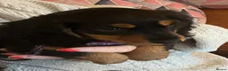 Miniature Dachshund dogs for sale: Miniature Dachshunds - Advert 14
