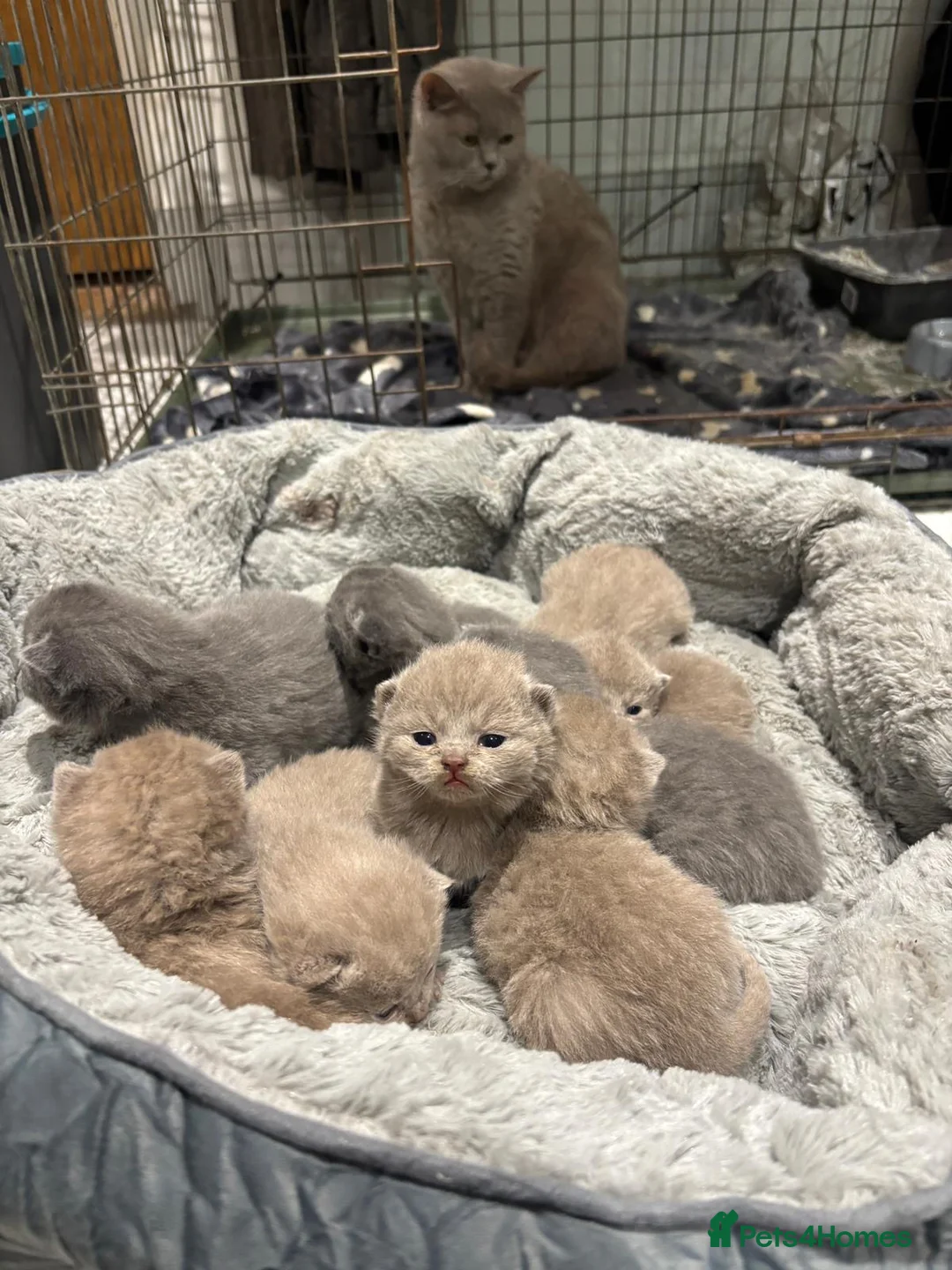 British Shorthair cats for sale: British shorthair kittens 🐈‍⬛ - Advert 2