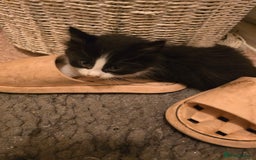 Mixed Breed cats for sale: Kittens looking for forever home - Advert 3