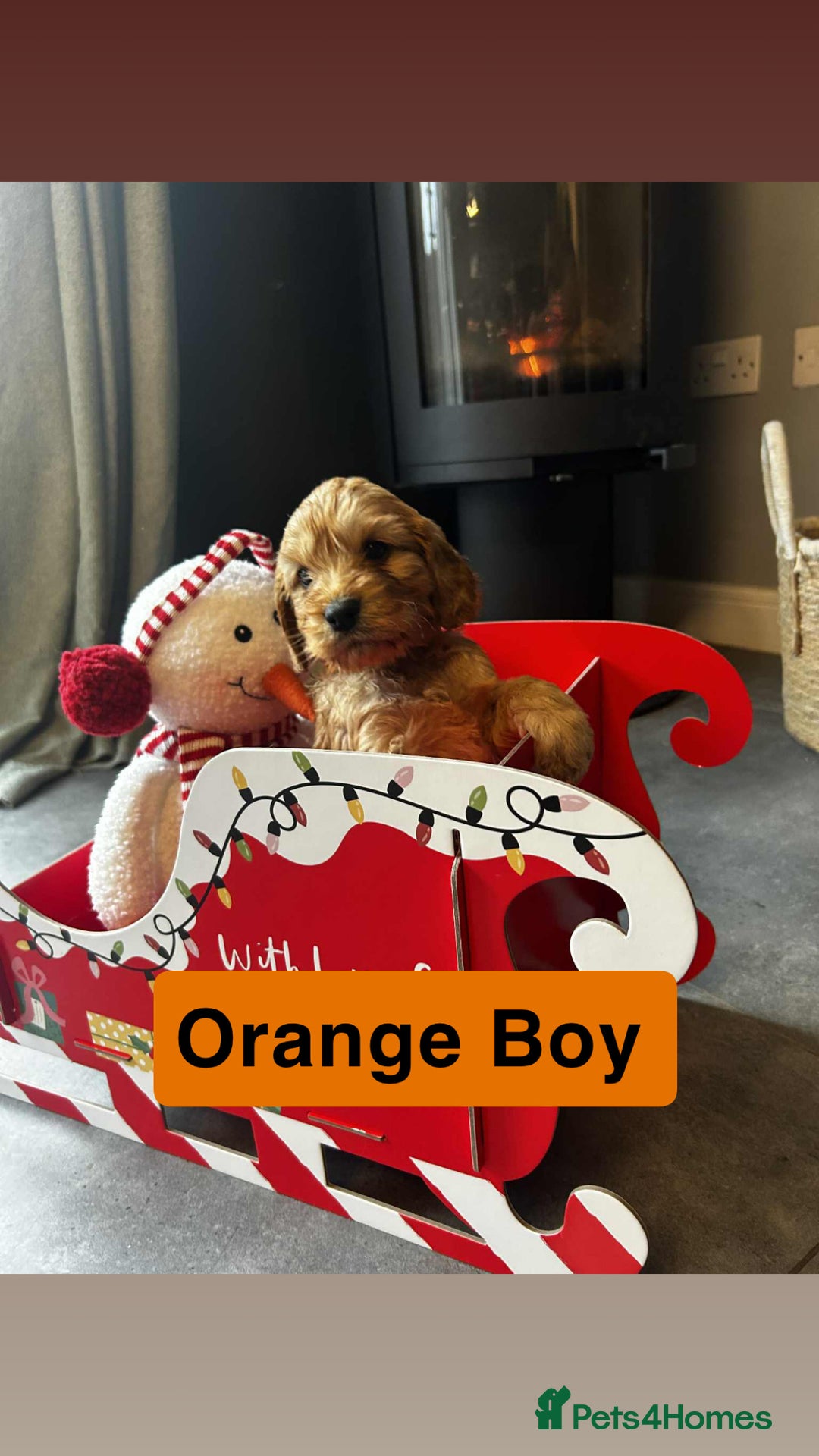 Cockapoo dogs for sale: F2 Cockapoo pups - Advert 11