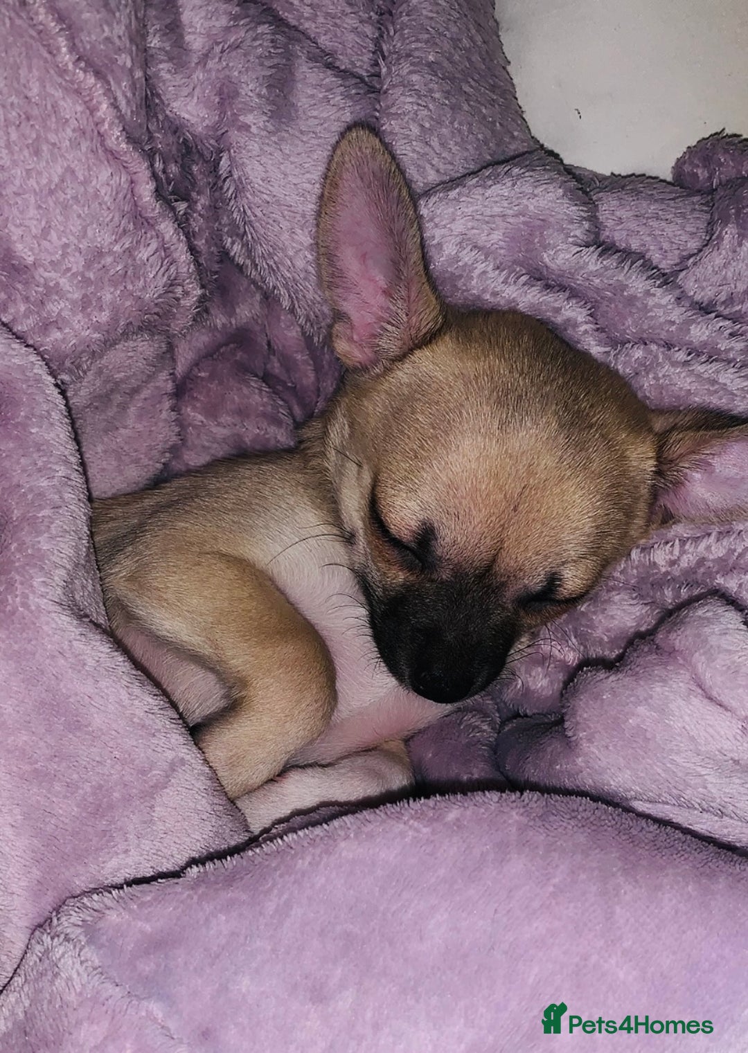 Chihuahua dogs for sale: ❤️ Last little boy ready for his forever home ❤️ - Advert 2