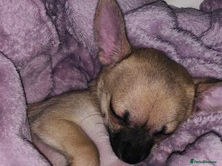 Chihuahua dogs ❤️ Last little boy ready for his forever home ❤️ - Advert 13