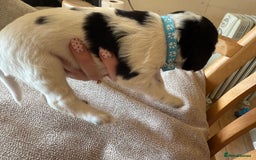 Cocker Spaniel dogs for sale: Working Cocker Spaniel Puppies  - Image 19