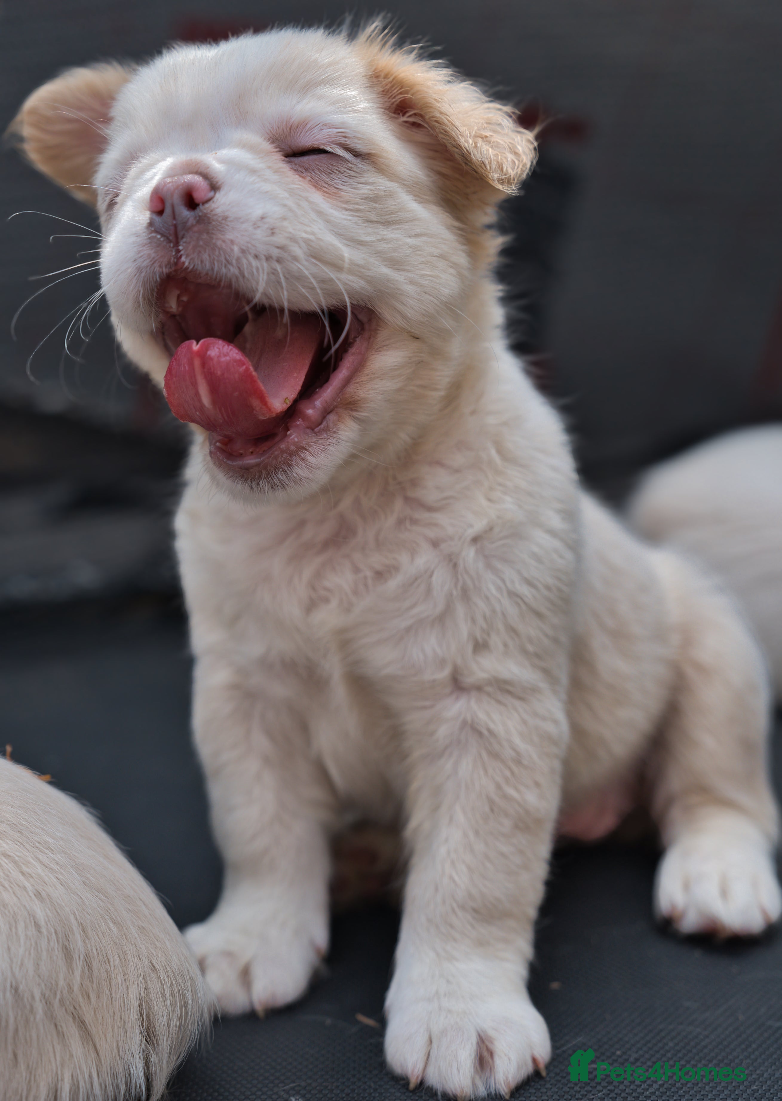 French Bulldog dogs FLUFFY FRENCHY • PINK ROJO/ISABELLA • KC&DNA CERT - Advert 1