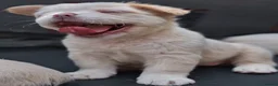 French Bulldog dogs for sale: FLUFFY FRENCHY:ISABELLA/LILAC/PLATINUM-KC&DNA CERT - Advert 17