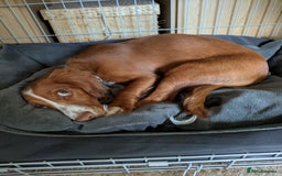 Cocker Spaniel dogs for sale: Working Cocker Spaniel 7 Months Old - Image 10