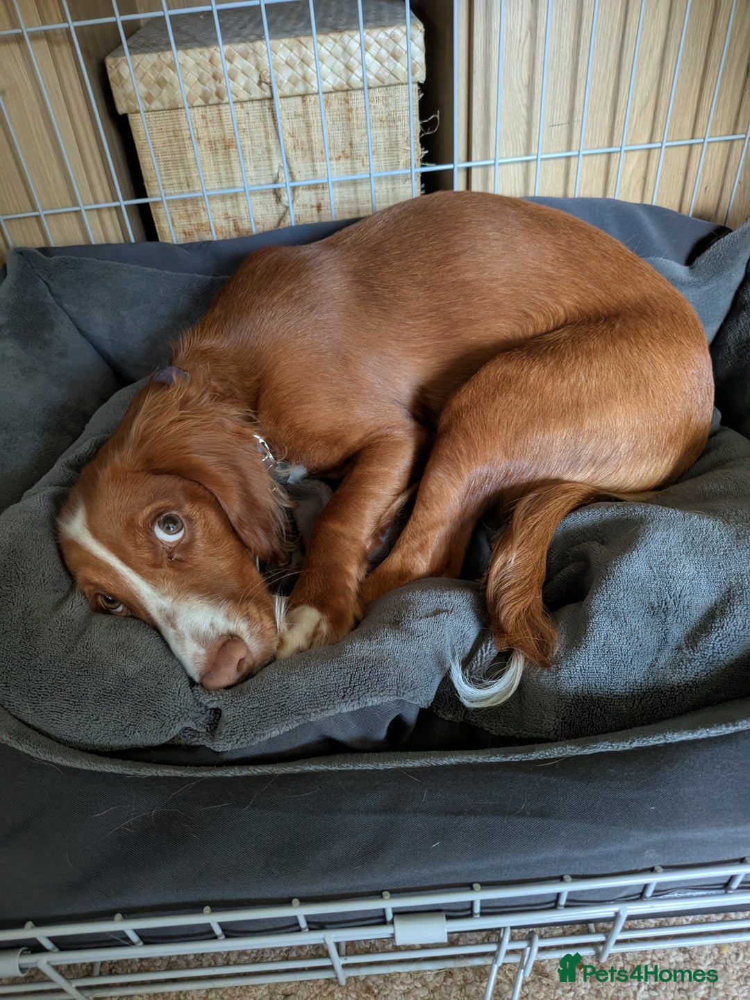 Cocker Spaniel dogs for sale: Working Cocker Spaniel 7 Months Old - Image 10