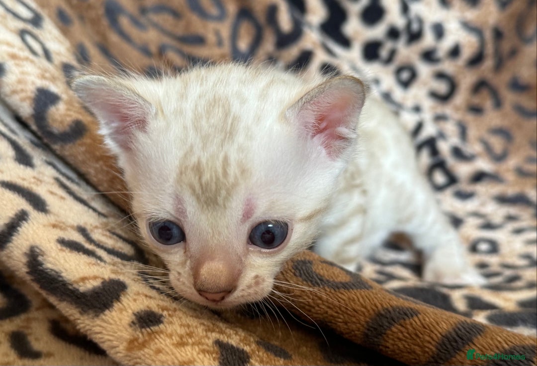 Bengal cats for sale: Outstanding Bengal kittens European Champion sire! - Image 4