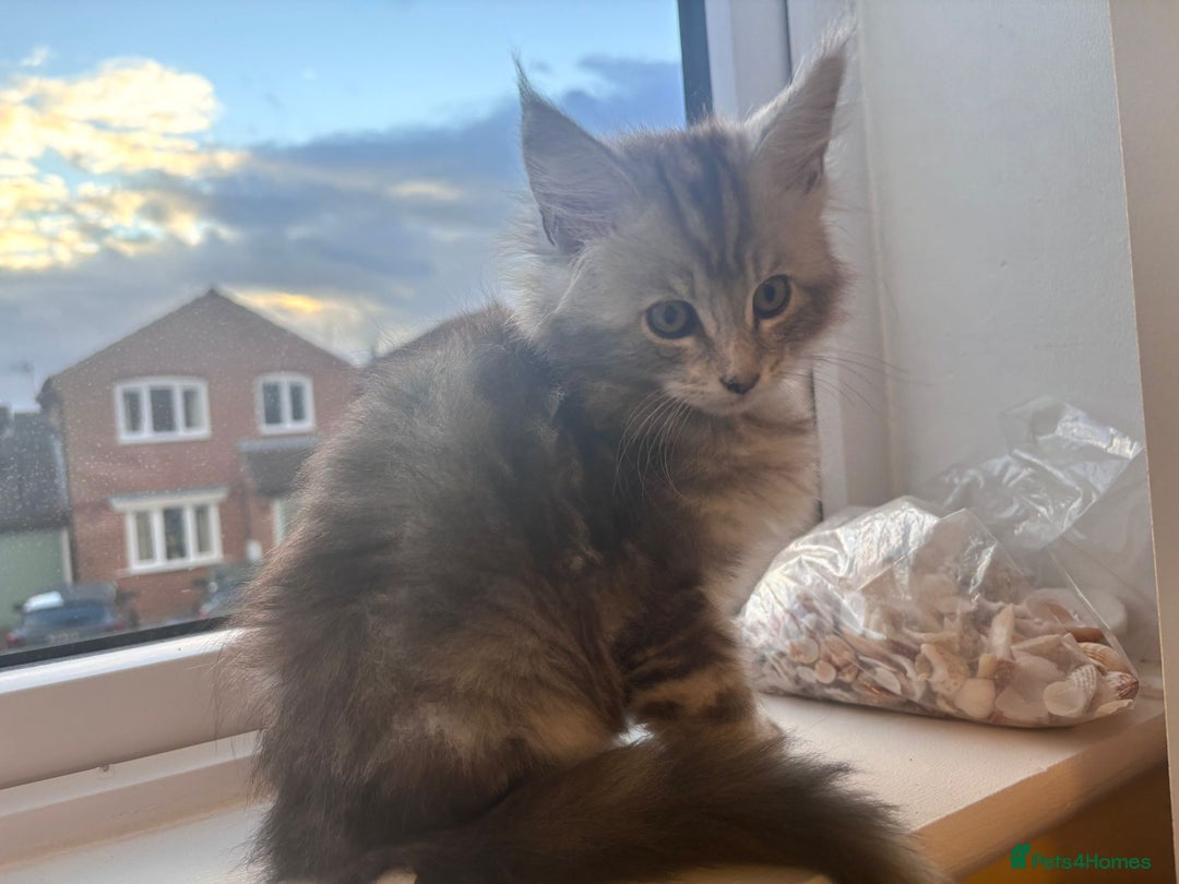 Maine Coon cats for sale: 5 Amazing Maine Coon kittens  - Image 9