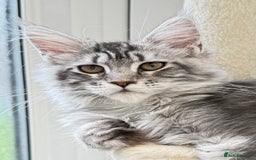 Maine Coon cats for sale: Outstanding pedigree kittens ready to leave - Image 7