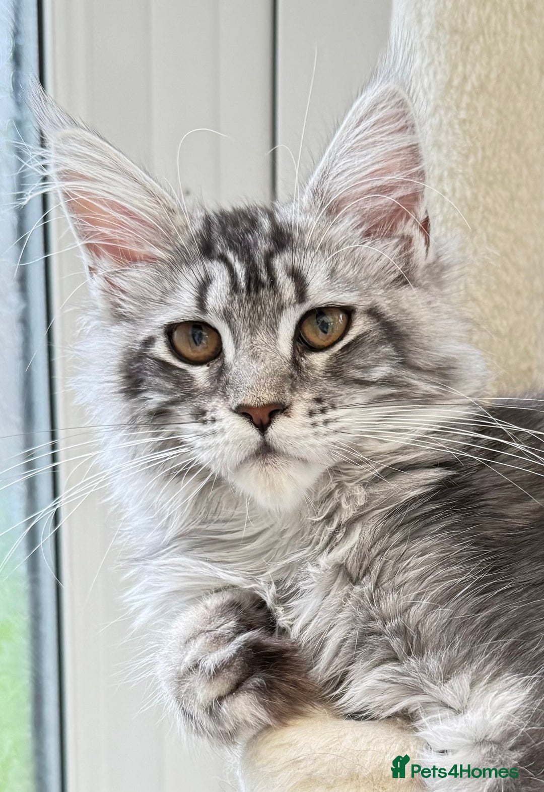 Maine Coon cats for sale: Outstanding pedigree kittens ready to leave - Image 7