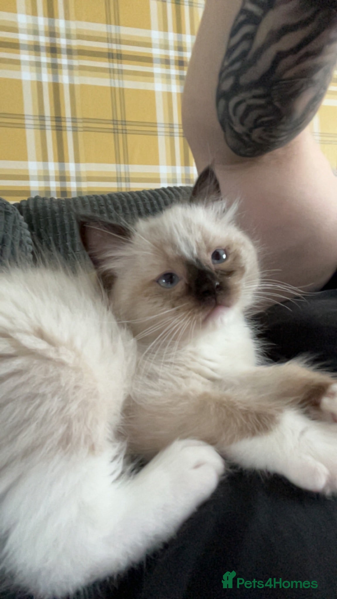 Ragdoll cats 4 full pedigree ragdoll kittens  - Advert 4