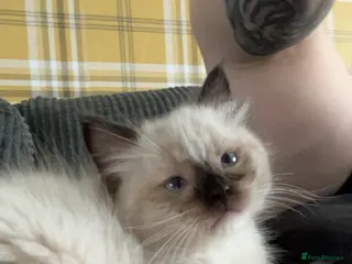 Ragdoll cats 4 full pedigree ragdoll kittens - Advert 4