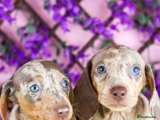 Miniature Dachshund dogs - Advert 4