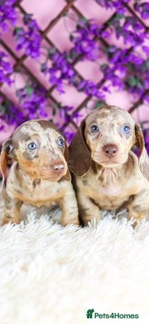 Miniature Dachshund dogs - Advert 1