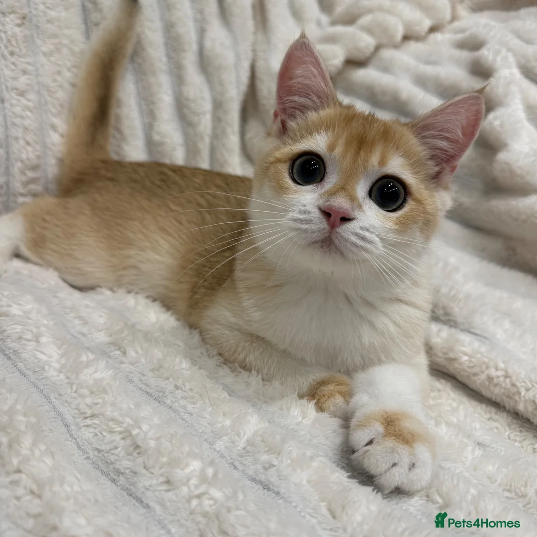 British Shorthair cats for sale: 🧡Exceptional pedigree golden BSH🧡 - Advert 1