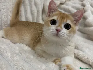 British Shorthair cats 🧡Exceptional pedigree golden BSH🧡 - Advert 4