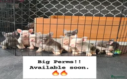 French Bulldog dogs for sale: Big Perm, fluffy and furnished frenchies  - Image 1