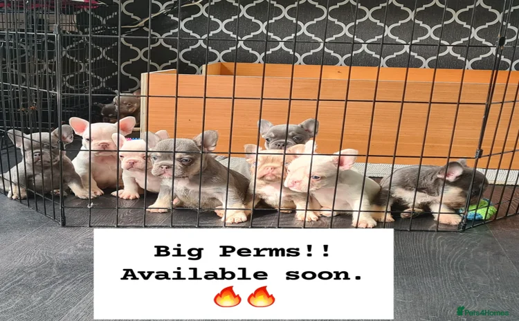 French Bulldog dogs - Advert 2