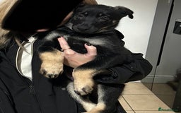 German Shepherd dogs for sale: German shepherd puppy  - Advert 3