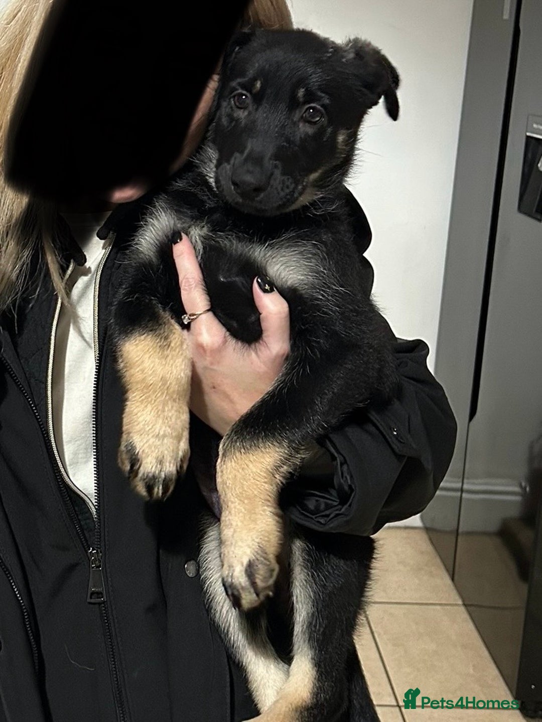 German Shepherd dogs for sale: German shepherd puppy  - Advert 3