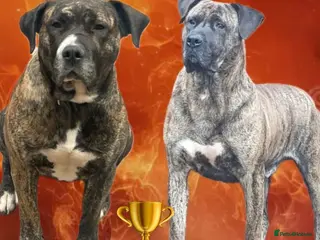 Presa Canario dogs Quality🏆 Champion Blood presa Canario pups!! - Advert 4