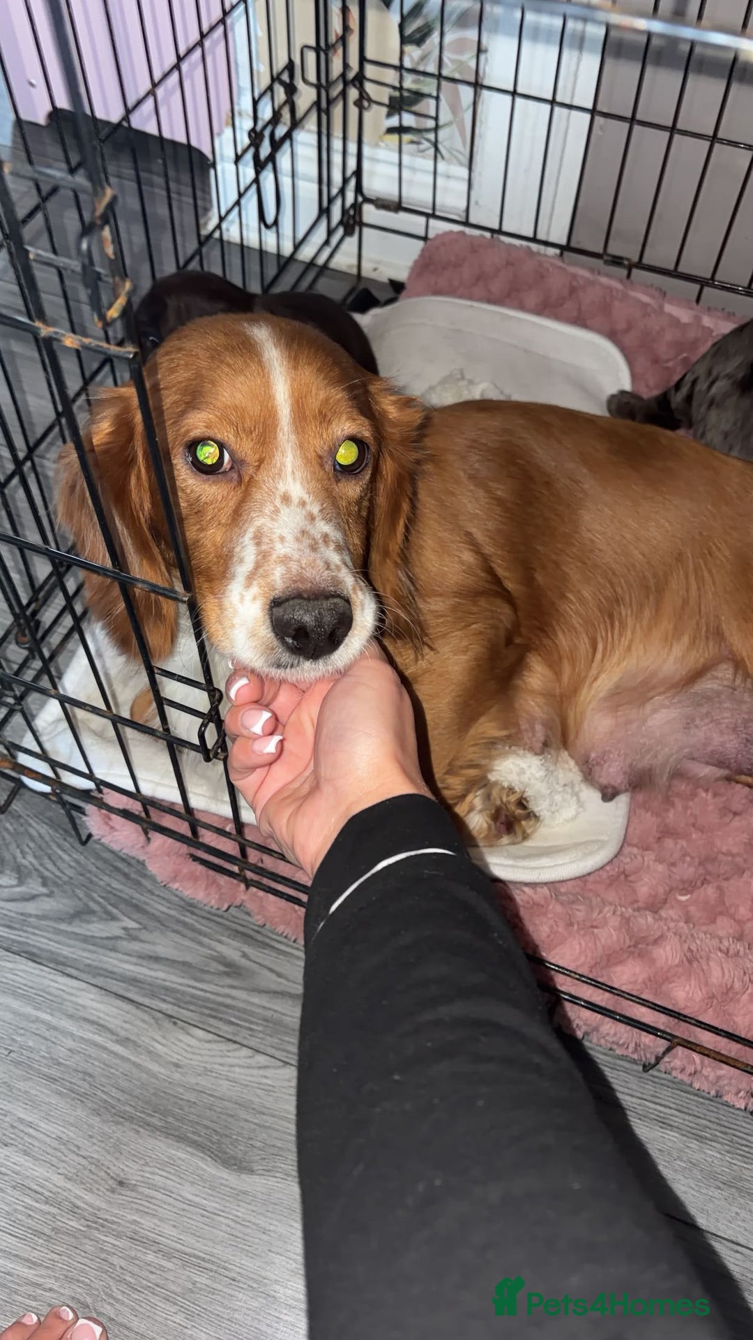 Cocker Spaniel dogs for sale: Cocker spaniel puppies - Advert 10