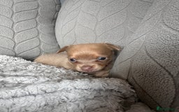 Chihuahua dogs for sale: One of a kind ChiPin Puppies - Image 25