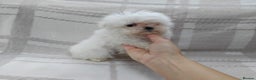 Maltese dogs for sale: Maltese puppies  - Advert 6