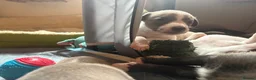 Whippet dogs for sale: magical whippets - Advert 11