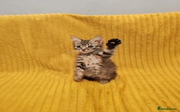 Mixed Breed cats for sale: TINY TABBY MALE KITTEN VIDEOS - Image 5