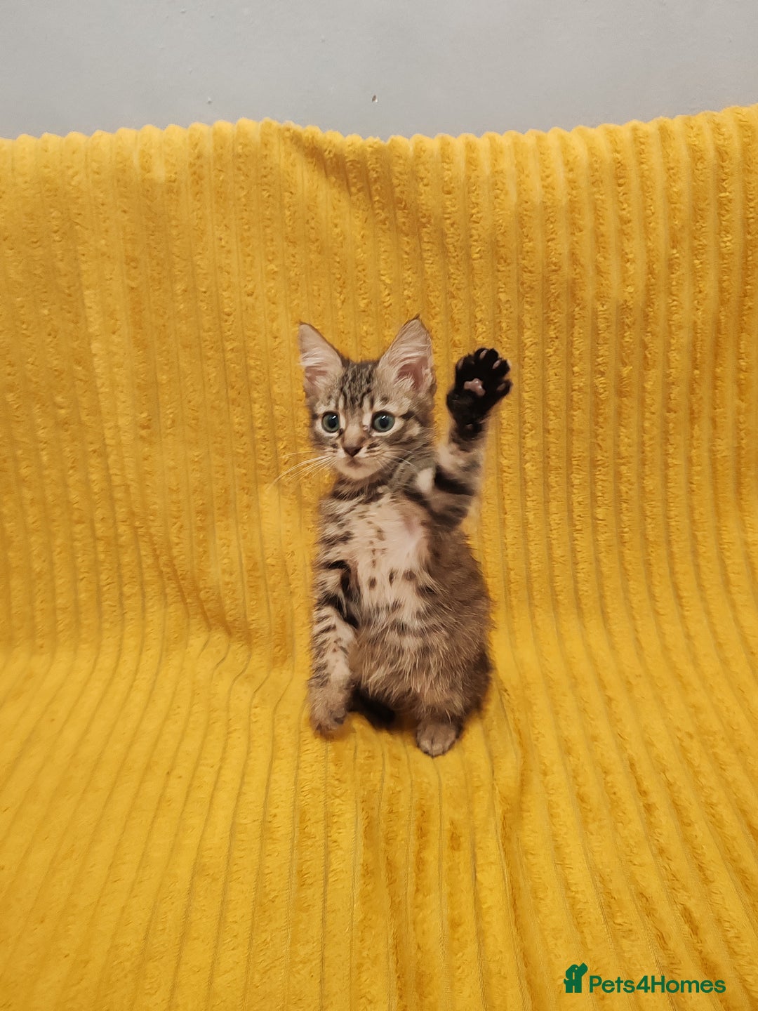 Mixed Breed cats for sale: TINY TABBY MALE KITTEN VIDEOS - Image 5
