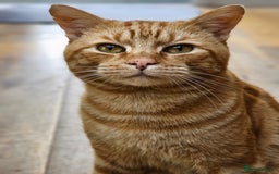 Bombay cats for sale: Bombay and ginger - Image 2