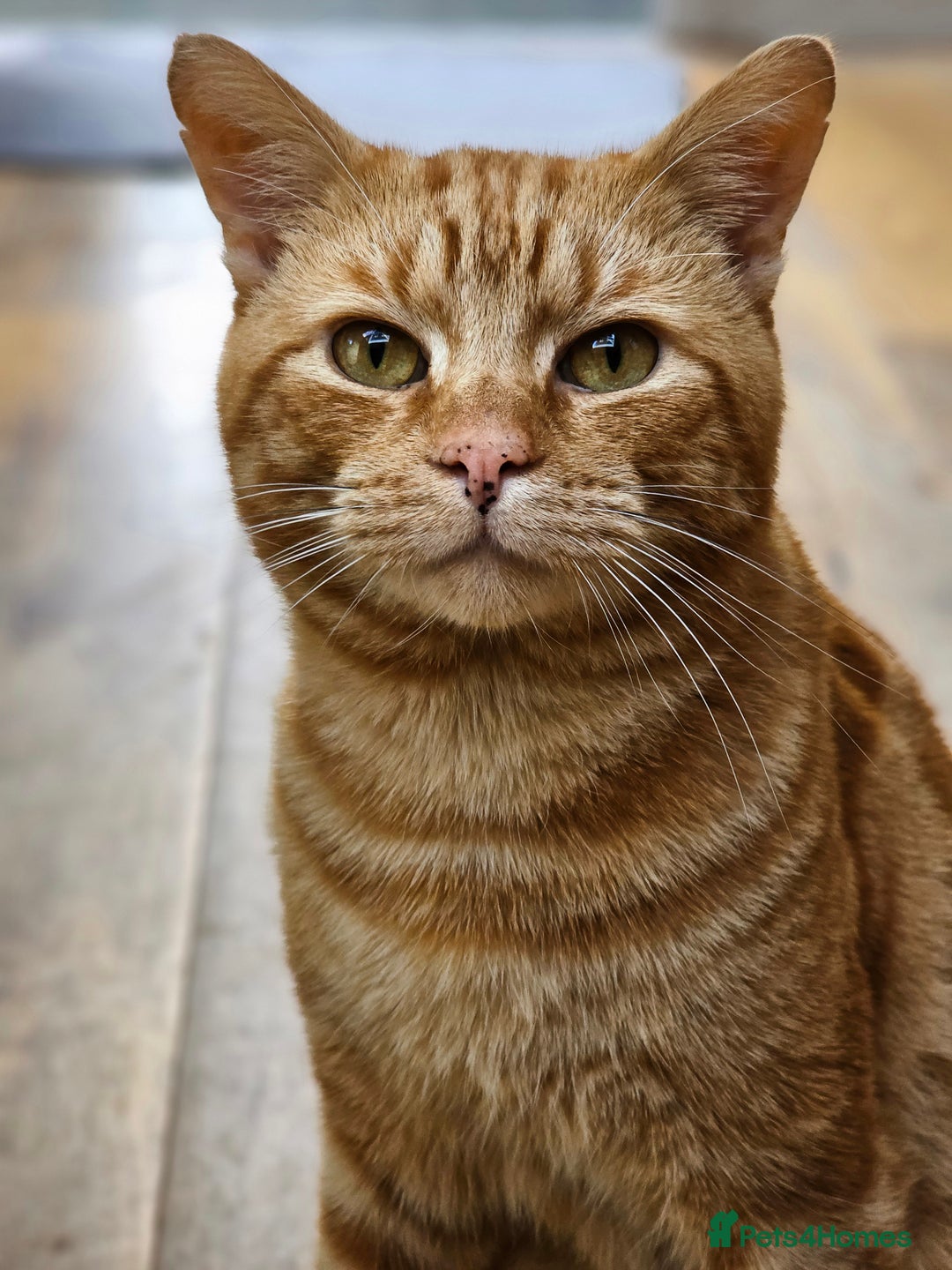 Bombay cats for sale: Bombay and ginger - Image 2