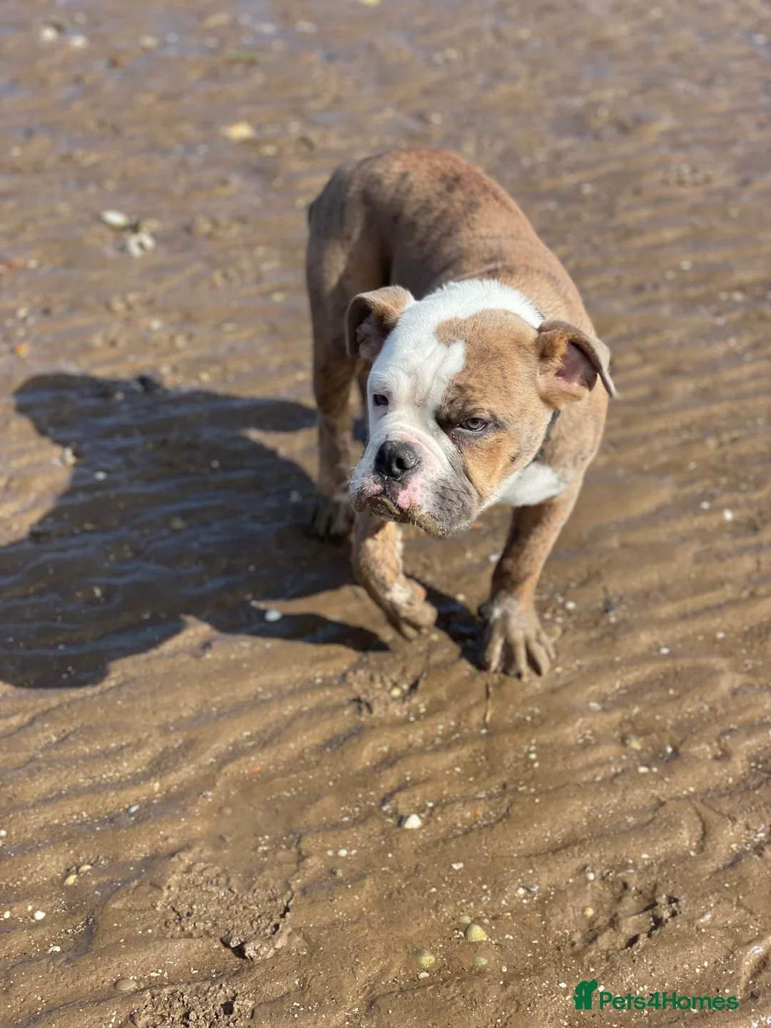 Olde English Bulldogge dogs for sale: Olde English Bulldogge in Pontefract - Advert 2