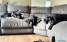 Mixed Breed dogs for sale: Spangold retrievers in Stourport-on-Severn - Image 22