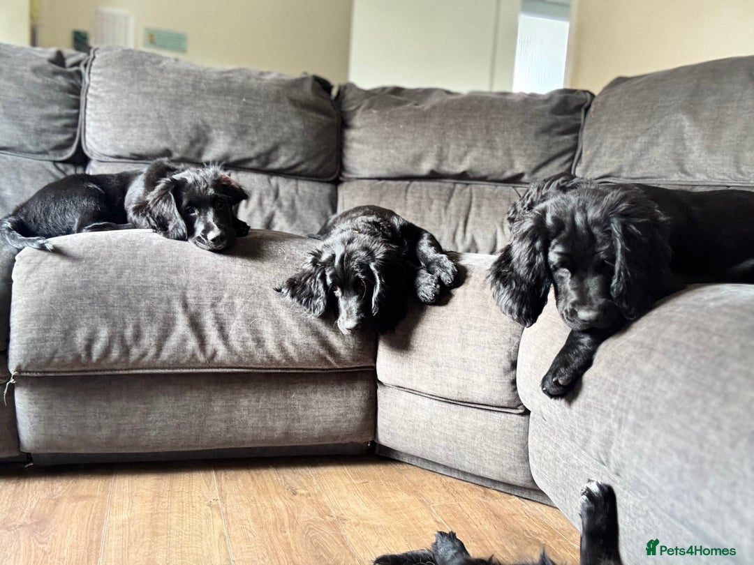 Mixed Breed dogs for sale: Spangold retrievers in Stourport-on-Severn - Image 22
