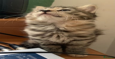 Mixed Breed cats - Advert 17