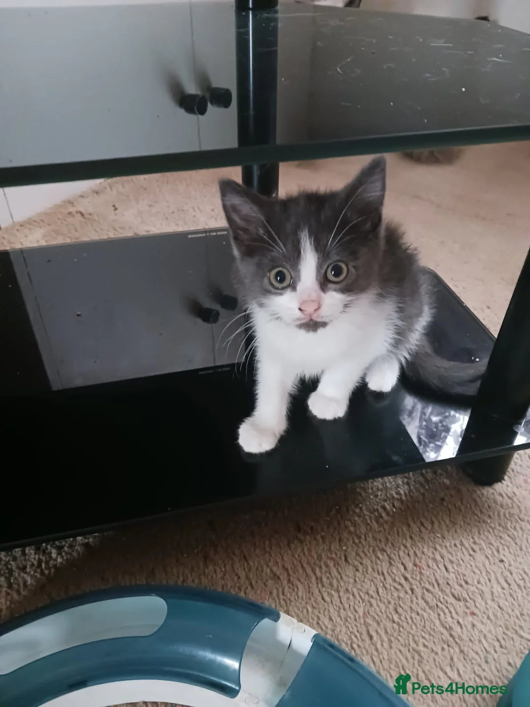 Ragdoll cats for sale: CUTE RARE BLUE COLOUR RAGDOLL KITTENS  - Advert 16