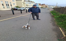 Jack Russell dogs for sale: Jack Russell puppy 13 weeks male - Image 3