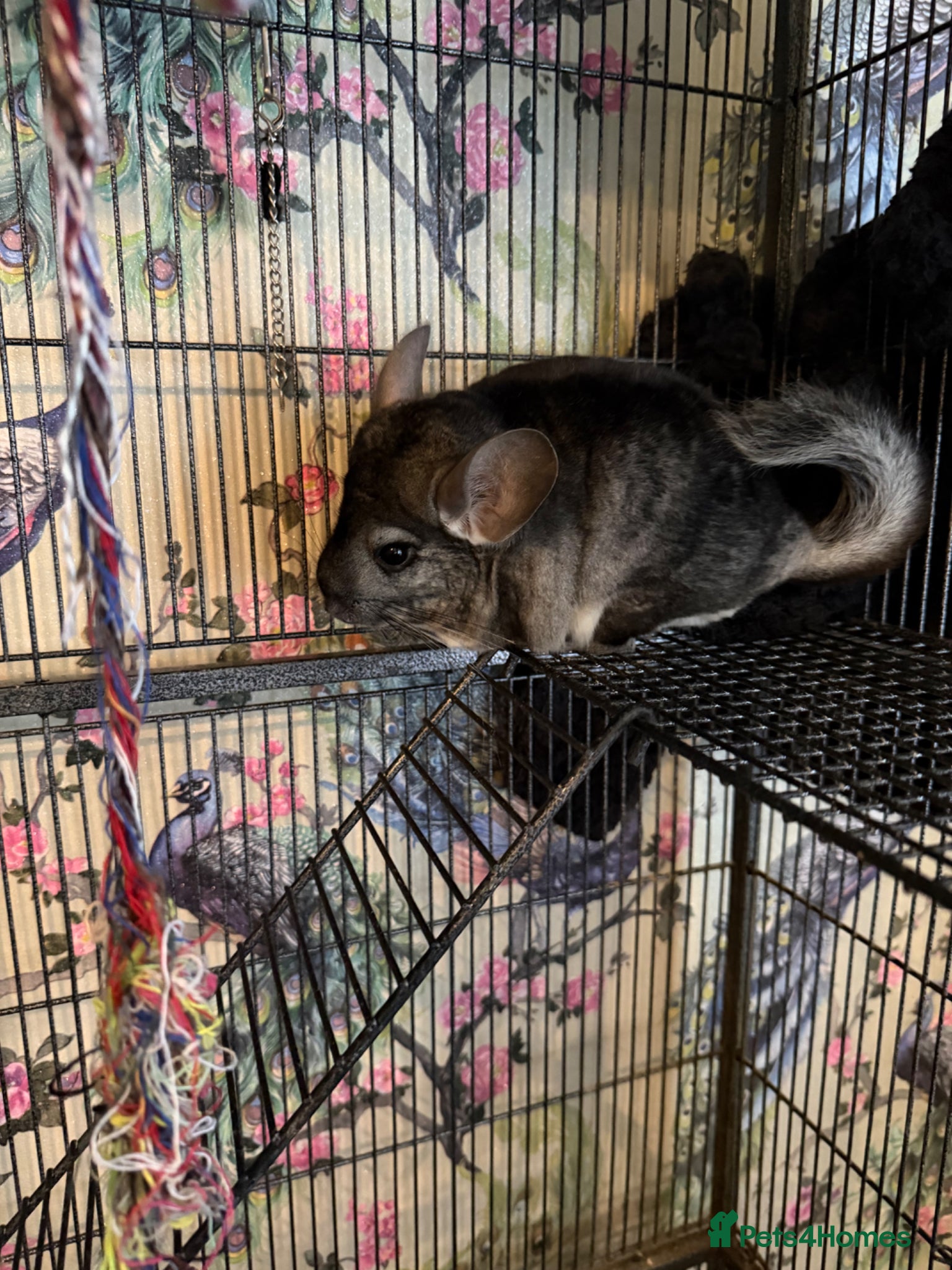 Chinchilla rodents Two male chinchillas with cage  - Advert 1