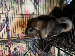 Chinchilla rodents Two male chinchillas with cage - Advert 1