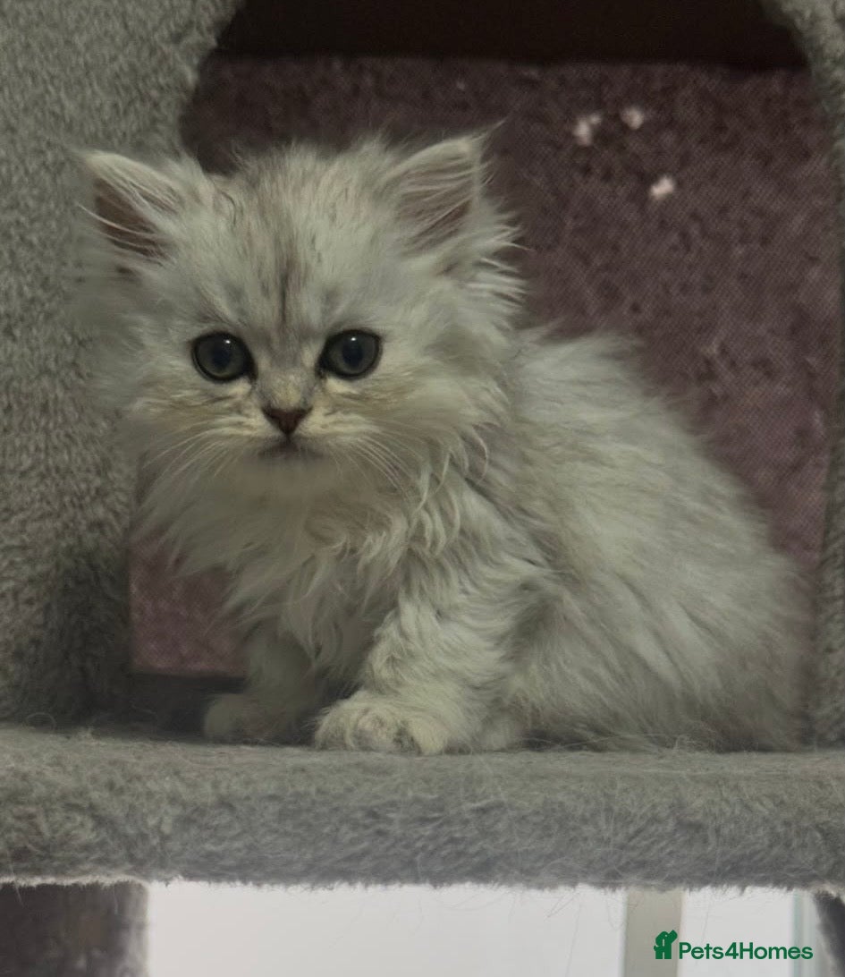 Persian cats Beautiful long haired Persian Kittens - Advert 2