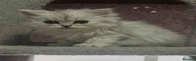 Yellow collar female