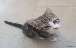 European cats for sale: Stripes - Image 1