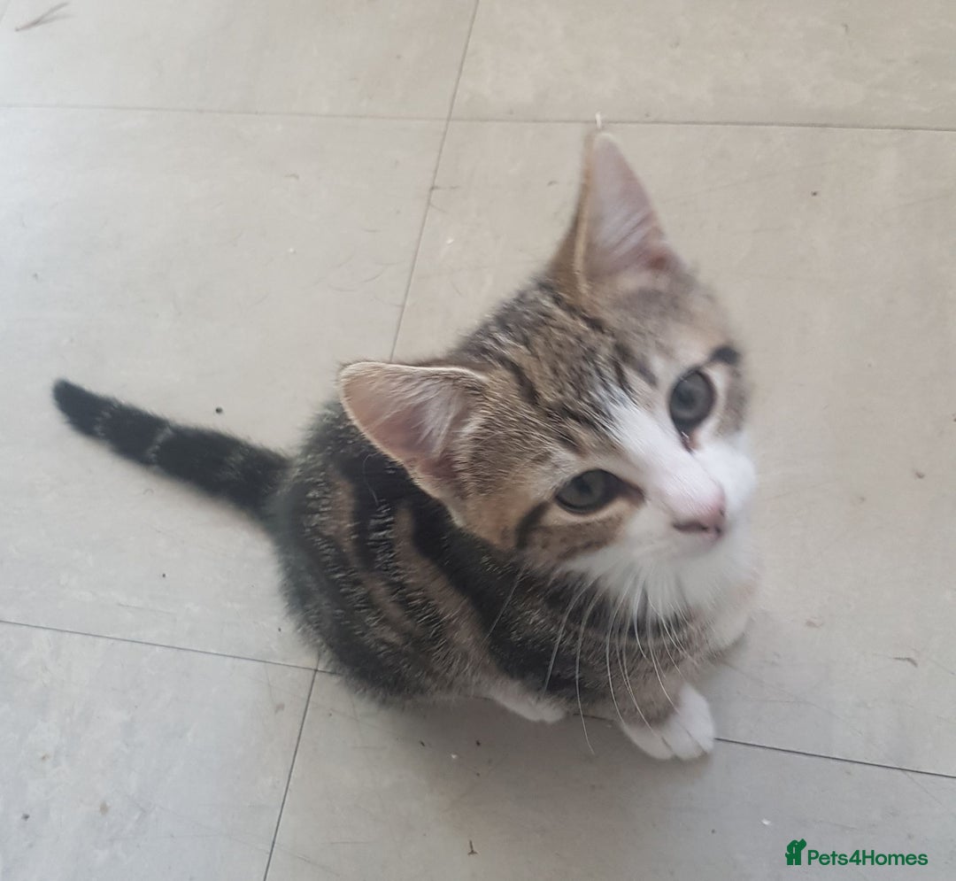 European cats for sale: Stripes - Image 1