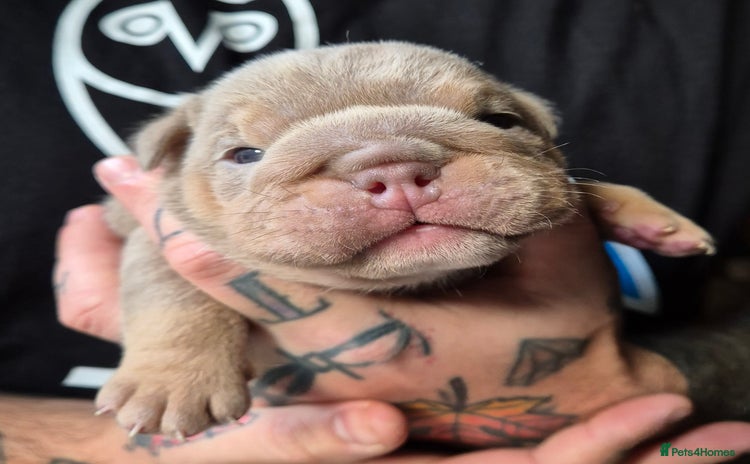 English Bulldog dogs - Advert 1