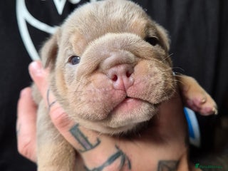 English Bulldog dogs - Advert 1